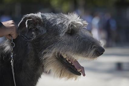 Irish Wolfhound - levriero irlandese 